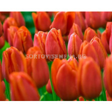 Лале triumph cassini 12/+ - Tulip triumph cassini 12/+ - 50 бр