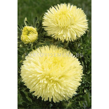 Астра /Callistephus chinensis Crest yellow/ LG 1 оп