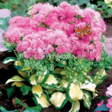 Седум /sedum Mediovariegatum/ 1 бр