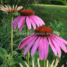 Ехинацея / Echinacea Purpurea Purple / 1 бр