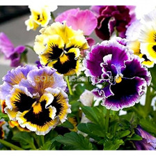 Семена Теменужки /Viola x wittrockiana Rococo /LG-1 оп