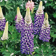 Лупина синьо- бяла -Lupinus Blue-White 