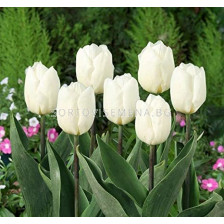 Лале /Tulip White Flag/ 1 бр