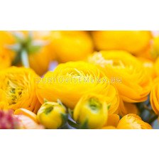 Ранункулус /Ranunculus asiaticus aviv yellow  / 