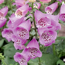 Напръстник - Digitalis Camelot Lavender - 1 бр