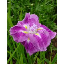 Ирис /Iris ensata Rose prelude / 1 бр