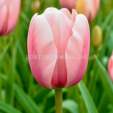 Лале /Tulip Salmon Impression/ 11/12