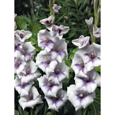 Гладиол Gladiolus Condor Pasa 1 бр