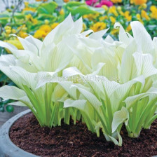 Хоста Бели пера / Hosta White feather / 1 бр 