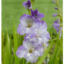 Гладиол / Gladiolus 'Costa' / 