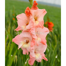 Гладиол / Gladiolus 'Ben Venuto' / 