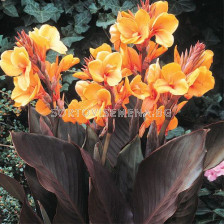 Канна Луис Котън /Canna  'Louis Cotton'/- 1 бр