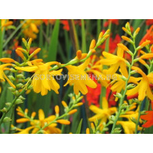 Крокосмия / Crocosmia 'Sunglow' /  1 бр
