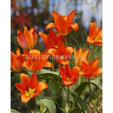 Лале оранжево (Tulip) Orange Toronto 11/12
