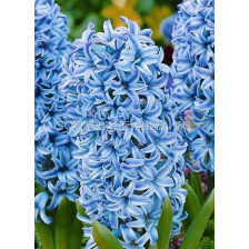 Зюмбюл (Hyacinth) Blue Giant 14/15