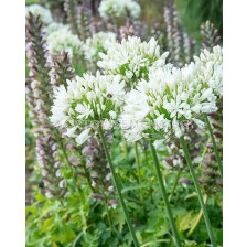 Агапантус / Agapanthus 'Albiflora' / 1 бр