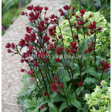 Астранция /Astrantia Claret/ 1 корен