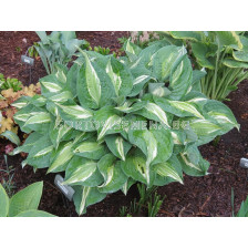 Хоста -Hosta Snake Eyes - 1 бр				