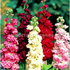 Шибой Mammouth Excelsior Polonia formula - Matthiola incana (0.50g) - Legutko