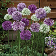 Декоративен лук / Allium large-flowered  mix/ 10/12