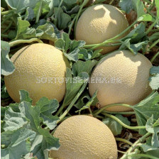 Семена пъпеш Romanostar 709 F1 - 500 семена