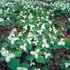 Трилиум /Trillium grandiflorum/ 1 бр