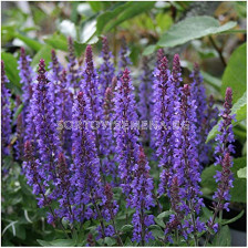 Салвия /Salvia Nemorosa Blue / 1 бр