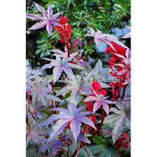 Семена Рицин /Ricinus communis red leaved/ LG 1 оп 