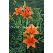 Лилиум  / Lilium asiatic 'Tresor' / 1 бр