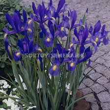 Ирис / Iris dutch 'Sapphire Beauty' / 1 бр
