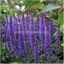 Салвия /Salvia Nemorosa Blue / 1 бр
