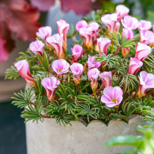 Оксалис /Oxalis versicolor Autumn Pink'/ 1 бр