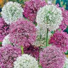 Декоративен Лук Large flowering Mix / Allium Large flowering Mix / 1 бр