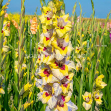 Гладиол /Gladiolus  'Oracle' /1 бр