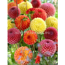 Далия микс - Dahlia Ball Striped Mixed - 4 бр.