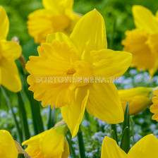 Нарцис /Narciss Narcissi Exception/ 1 бр