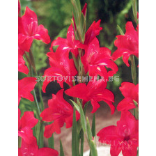 Гладиол мини / Gladiolus Mini Robinetta / 1 бр