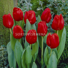 Лале Escape 1 бр