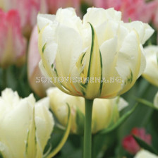 Лале /Tulip Exotic Emperor/ Double 11/12