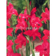 Гладиол мини / Gladiolus Mini Robinetta / 1 бр