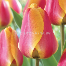 Лале /Tulip Apeldoorn's Elite/ 1 бр