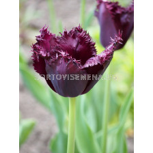 Лале Black Jewel 1 бр 