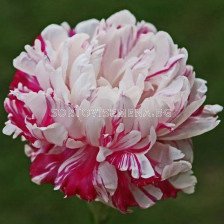 Божур-Paeonia Candy Stripe - 1 бр			