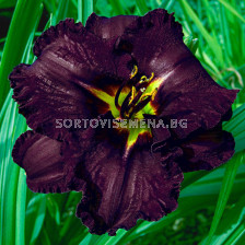 Хемерокалис /HEMEROCALLIS BLACK STOCKING/ 1 бр