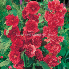 Ружа / Alcea Double Dark Red/ 1 бр