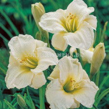 Хемерокалис /HEMEROCALLIS GENTLE SHEPHERD / 1 бр