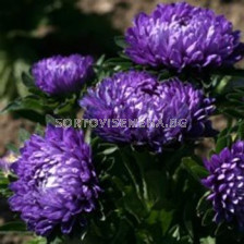 Астра /Callistephus chinensis dwarf Milady (Ballad) blue/LG