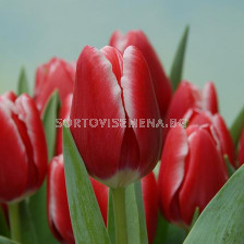 Лале /Tulip Kung Fu/ 11/12