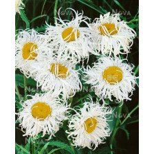 Маргаритка кичеста - Leucanthemum Old Court Variety - 1 бр