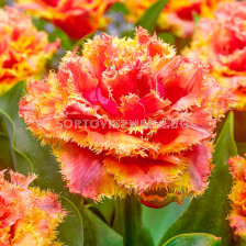 Лале /Tulip Brisbane/ 11/12